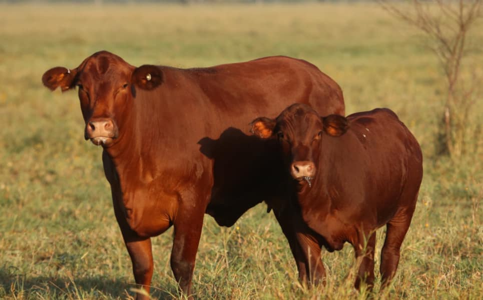 2 Red Angus Real Texas Ranch Beef